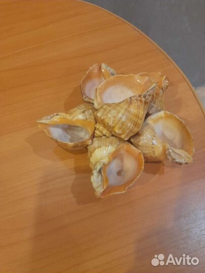 Морские ракушки раковины