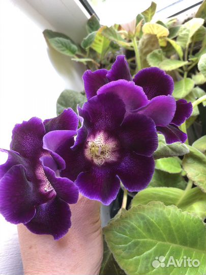 Глоксиния. Махровые сорта. См описание