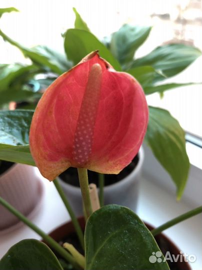 Антуриум розовый
