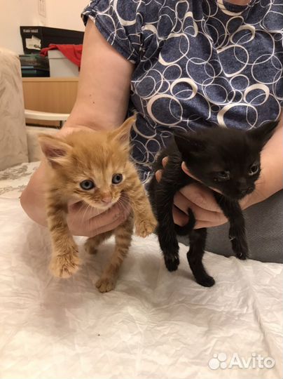 Котята в добрые руки