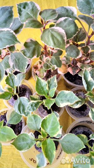 Вариегатные бальзамины