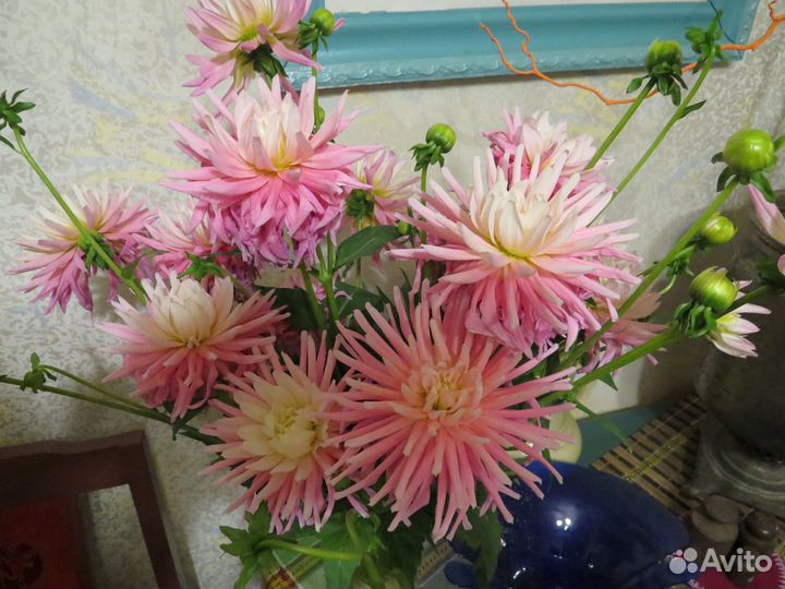 Георгины клубни