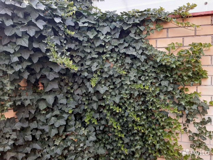 Плющ ирландский вечнозеленый