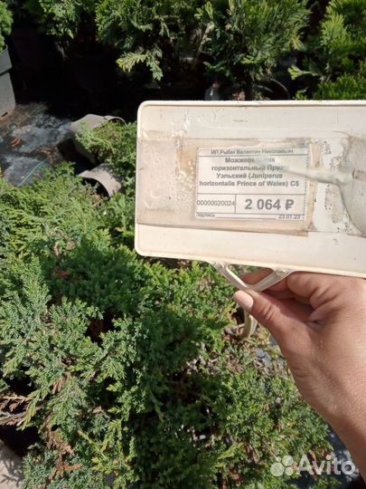 Можжевельник стелющийся (распростертый)