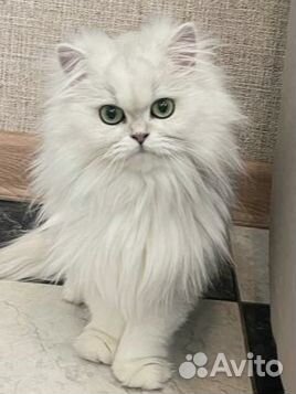 Британская серебристая шиншилла