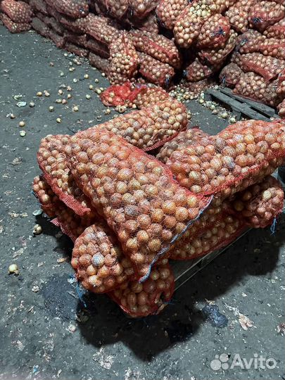 Лук на высадку под зелень калибр 3-5 см от 5 тонн