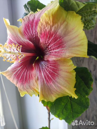 Гибискус Tahitian Queen