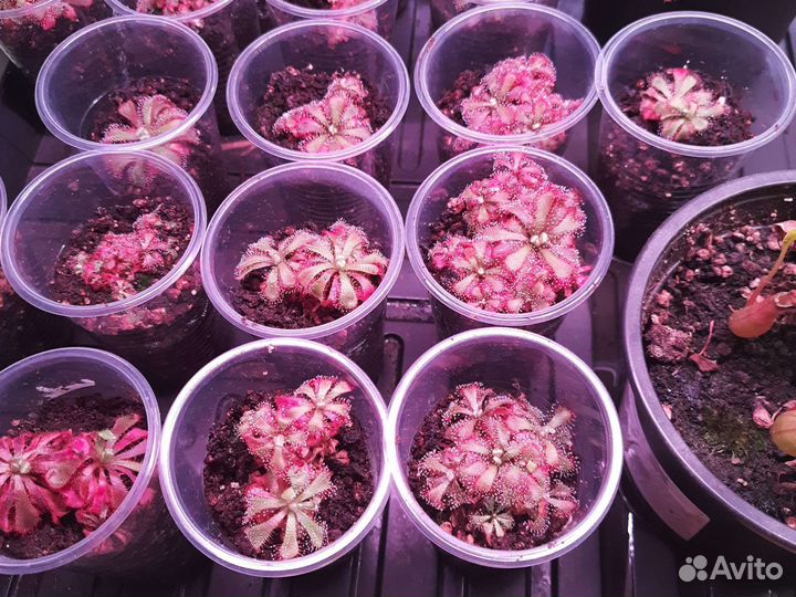 Росянка. Плотоядные растения