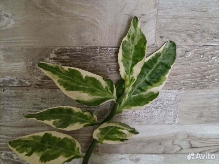 Педилантус