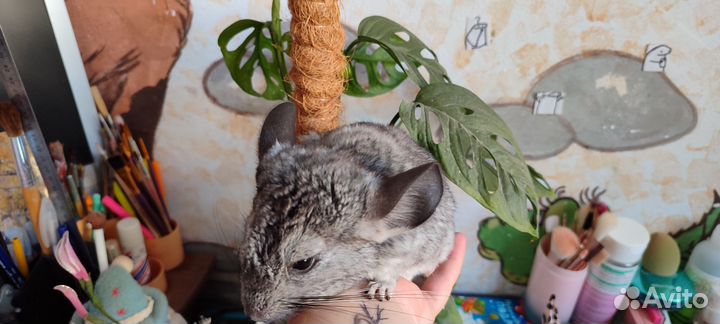 Шиншилла стандарт
