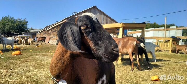 Козье молоко