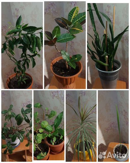 Комнатные цветы