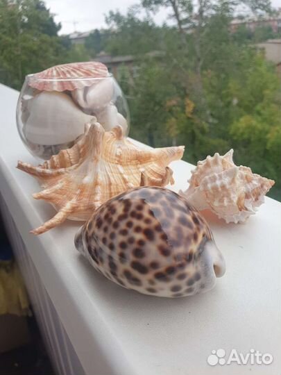 Морские ракушки раковины