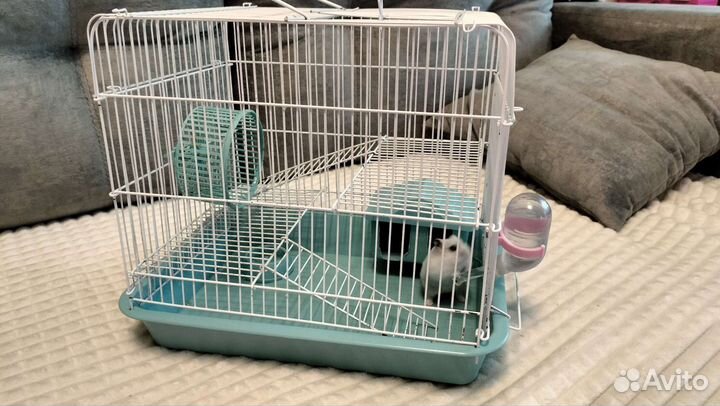 Клетка + Хомяк джунгарский