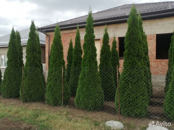 Туя смарагд 3м
