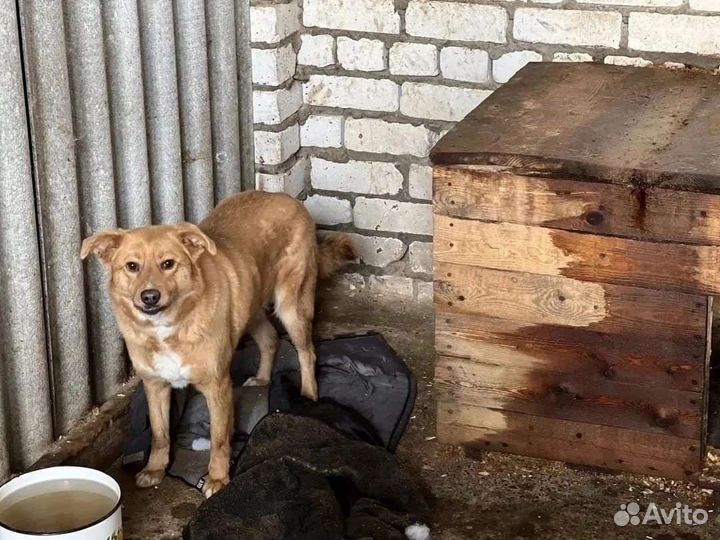Винни из приюта