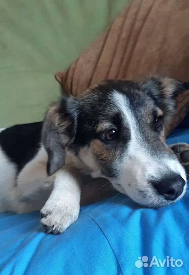 Маленькое чудо