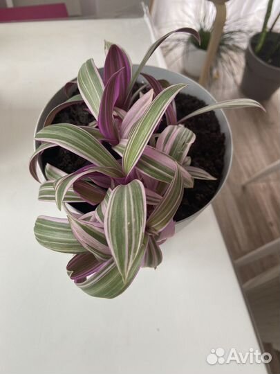 Комнатное растение Рео