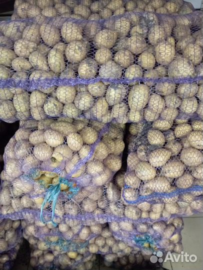 Продам картофель