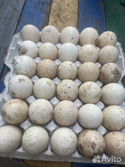 Яйцо на инкубацию индюшинное