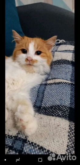 Кошечка ищет дом