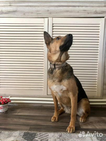 Небольшая собачка мальчик Рекс 1,5 года