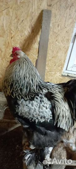 Инкубационное яйцо брама