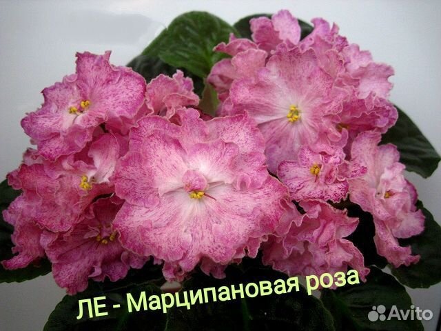 Сортовые фиалки