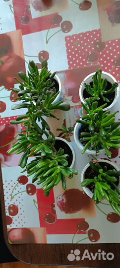 Крассула хоббит