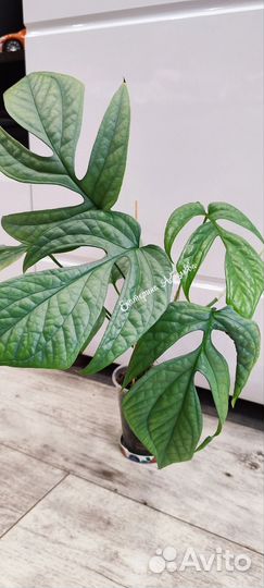 Амидриум медиум сильвер Блю