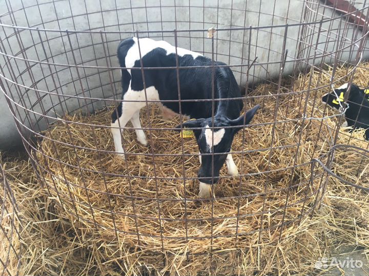 Бычки и телята