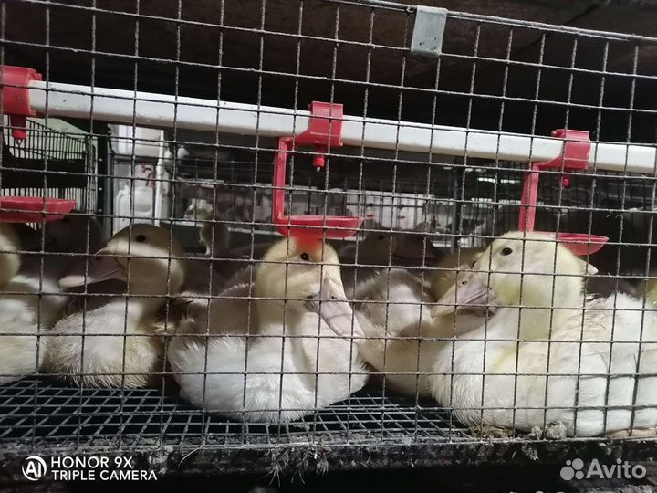Утка мясная