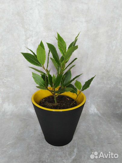 Лавровое дерево