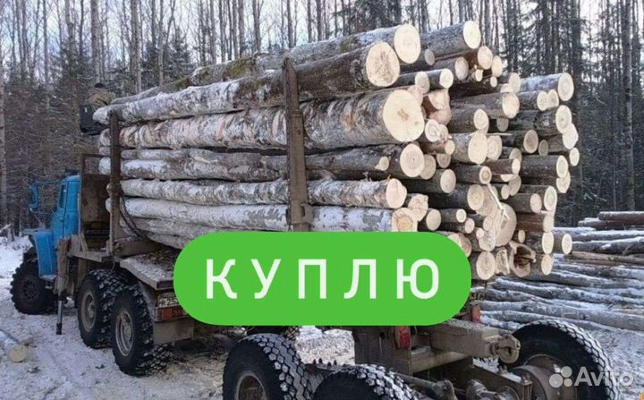 Береза хлыстами