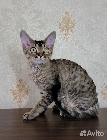 Котенок девочка Девон Рекс