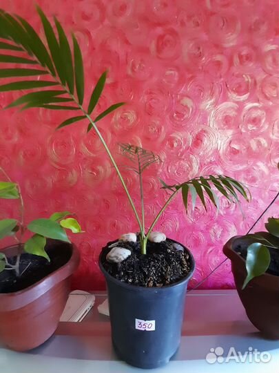 Комнатные растения