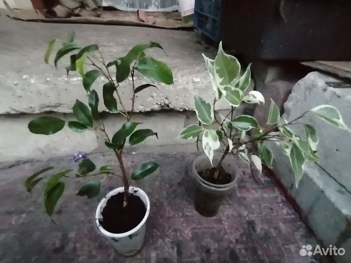 Фикус Бенжамина