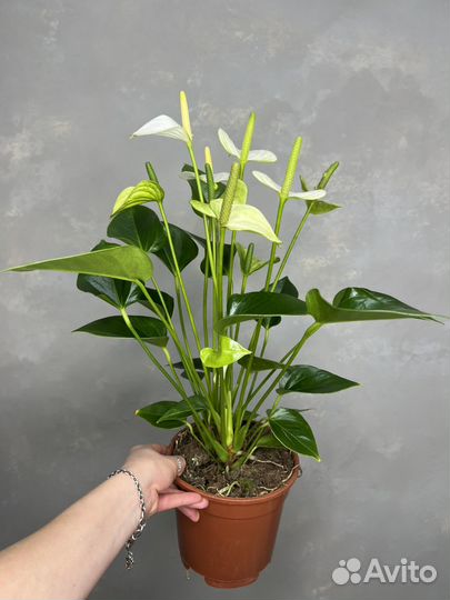 Антуриум белый