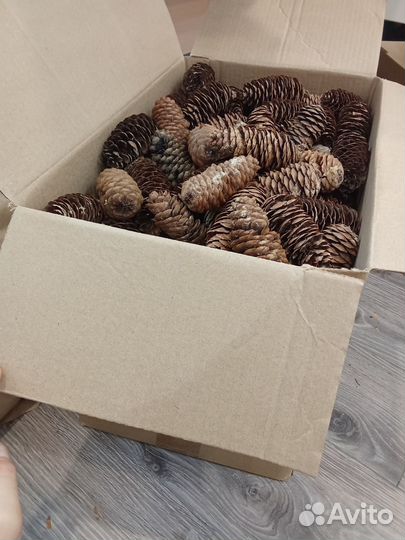 Шишка еловая