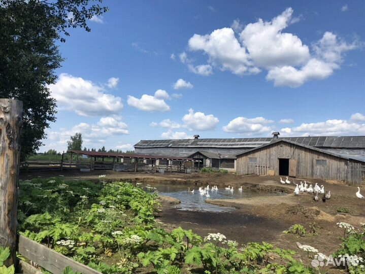 Продам ферму