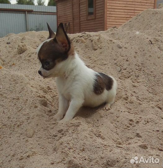 Чихуахуа мини девочка