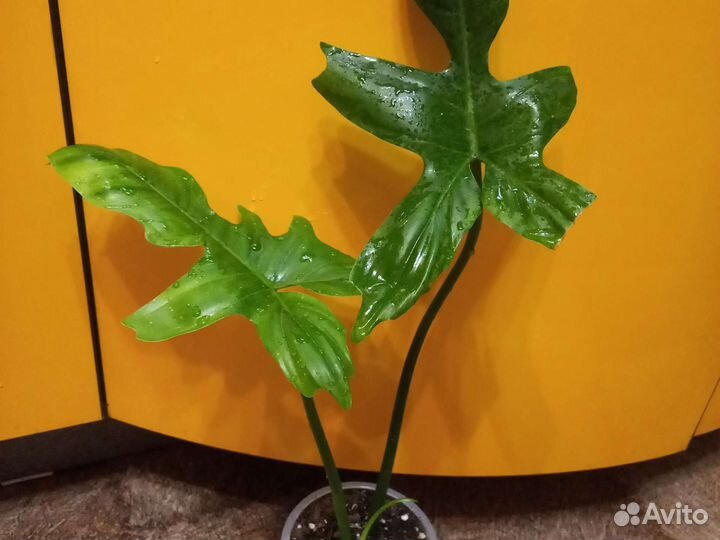 Домашние цветы 2