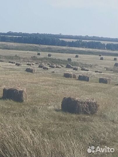 Сено солома в тюках