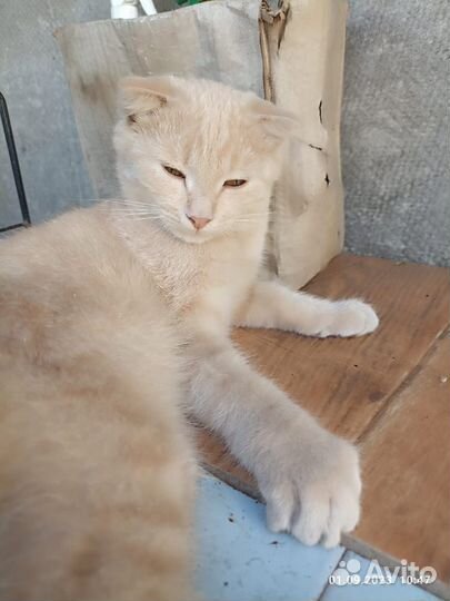 Котята отдам даром