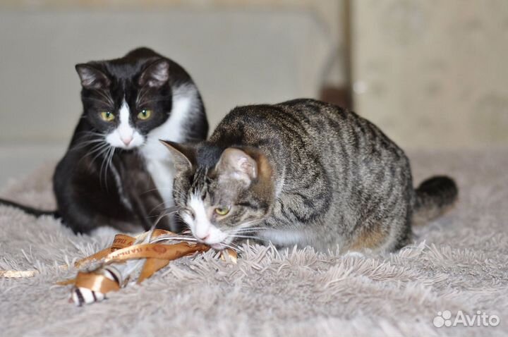 Марс и Майя