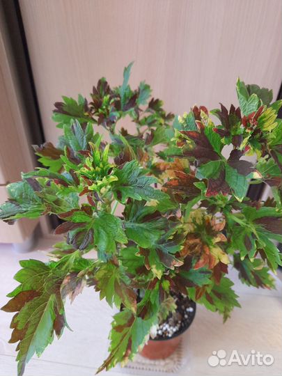 Домашние растения