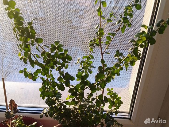 Миртовое дерево