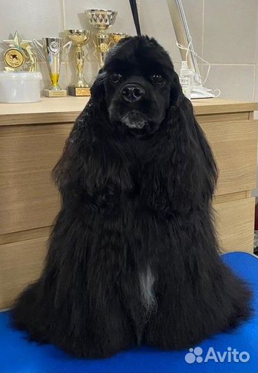 Груминг стрижка собак