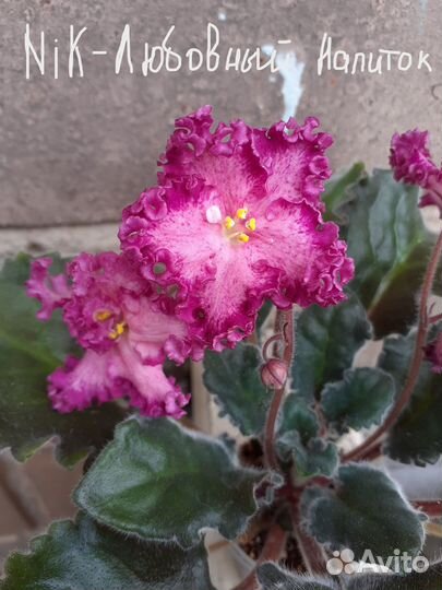 Сортовые фиалки -детки