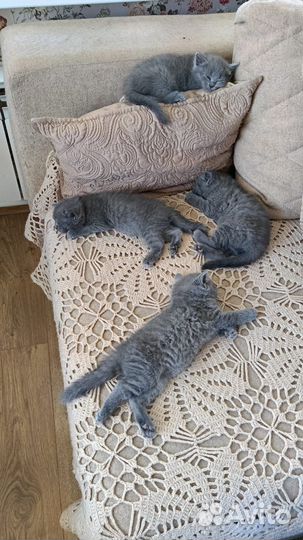 Русская голубая